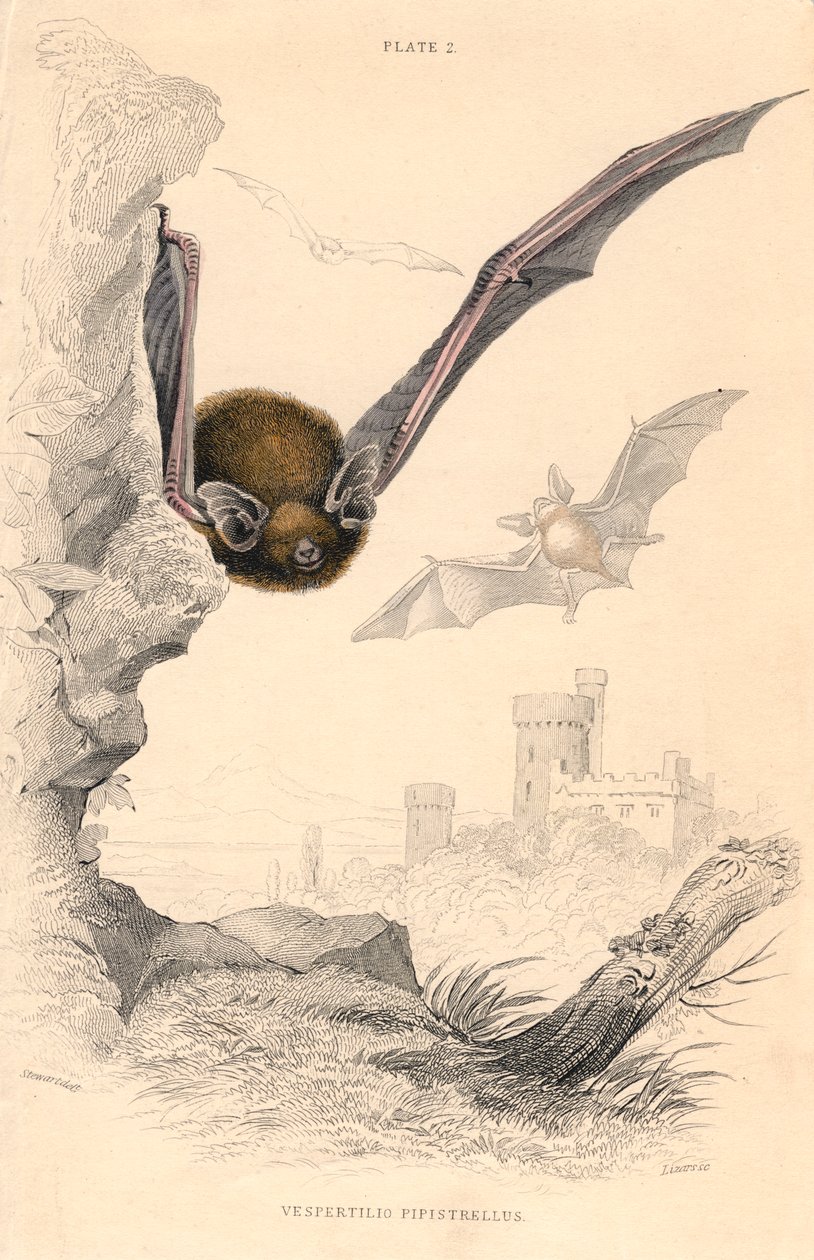 Pipistrelle flaggermus Pipistrellus pipistrellus, 1828 av Unbekannt