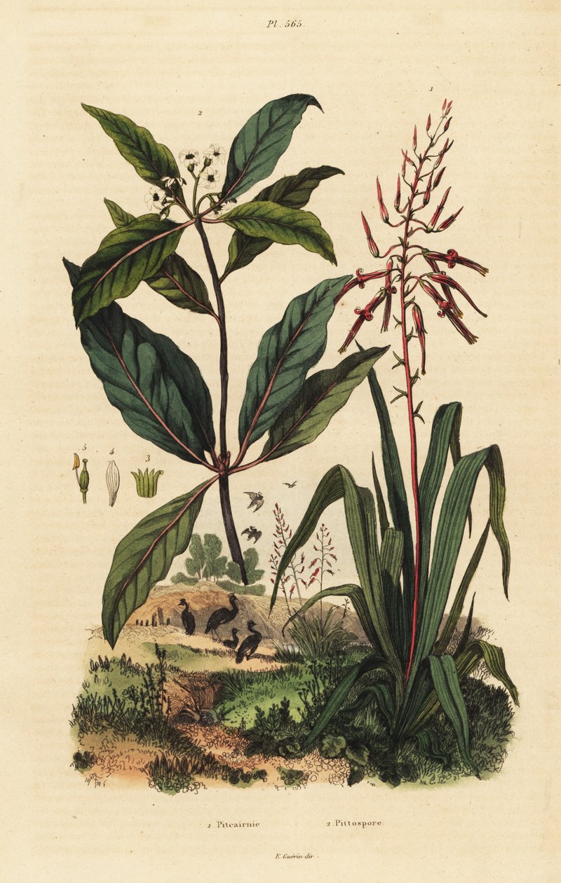 Pitcairnia bifrons 1, og viktoriansk bukstre, Pittosporum undulatum 2 av Unbekannt