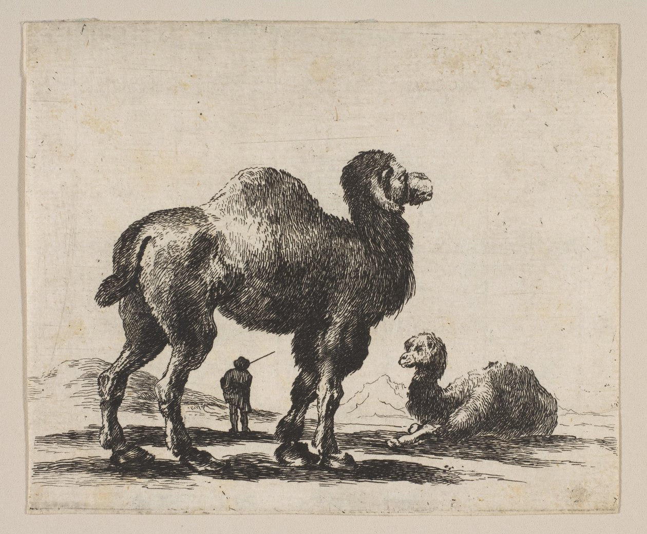 Plate 17: kameler, fra Diverse dyr Diversi animali, etter 1641. av Unbekannt