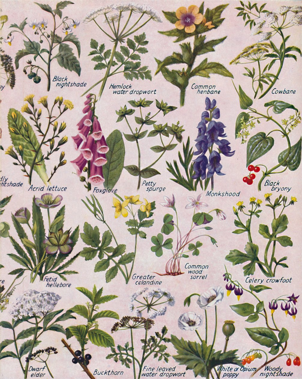 Giftige planter funnet på de britiske øyer, 1935 av Unbekannt