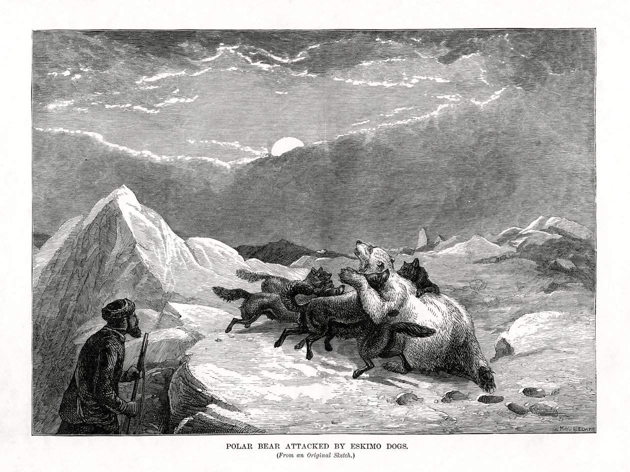 Isbjørn angrepet av eskimohunder, 1877 av Unbekannt