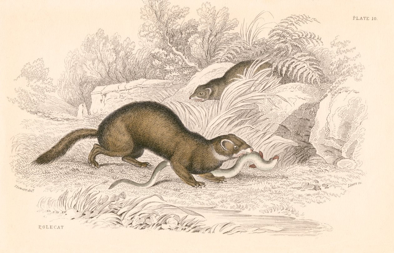 Polecat Mustela putorius, medlem av veslefamilien, 1828 av Unbekannt