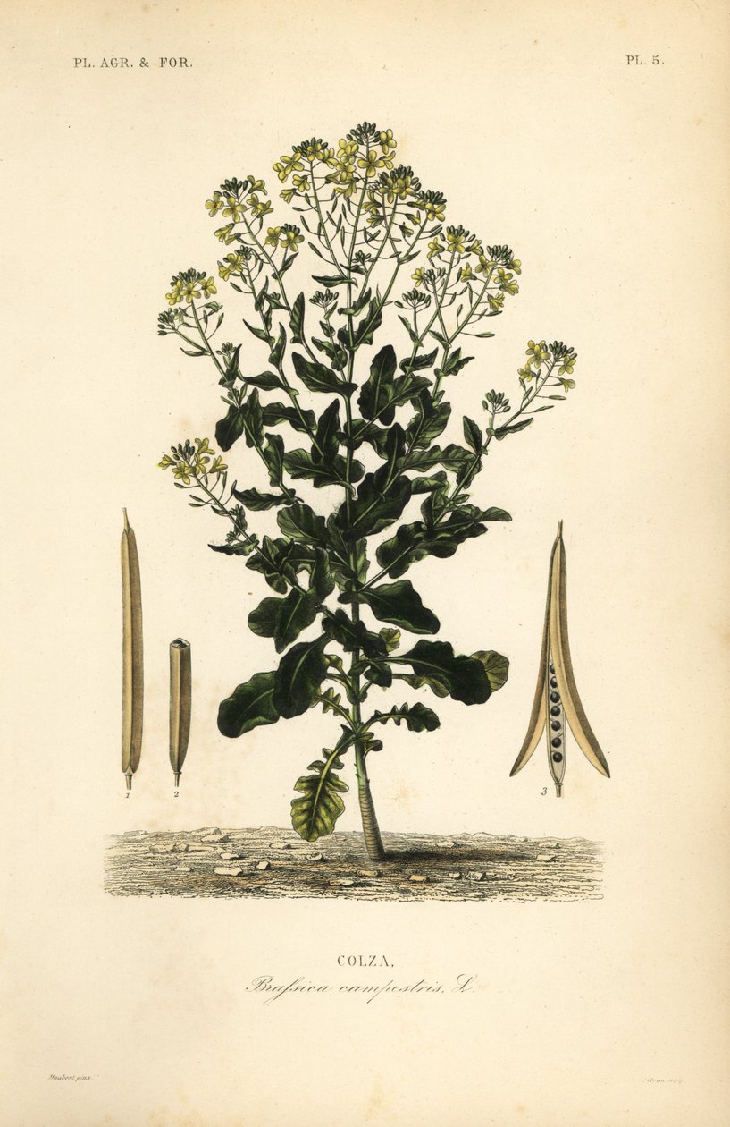 Polsk rapsolje eller rapsoljeplante, Brassica rapa, Brassica campestris, Colza av Unbekannt