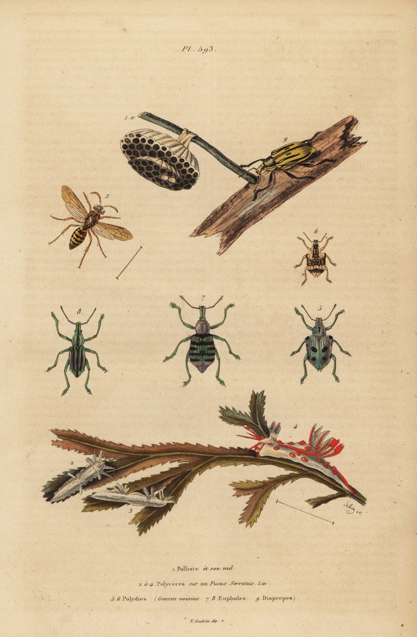 Polistes gallicus, papirveps og reir, blåsnutebille, Eupholus schoenherri, rotsnutebille, Diaprepes abbreviatus, Polycera sjøsnegl, Ancula gibbosa, Atlantic ancula, på tang av Unbekannt