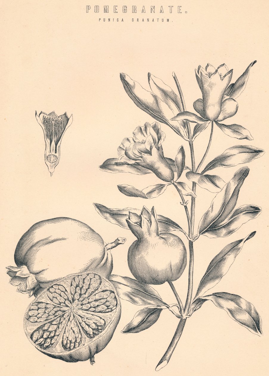 Granateple, c1800-tallet av Unbekannt