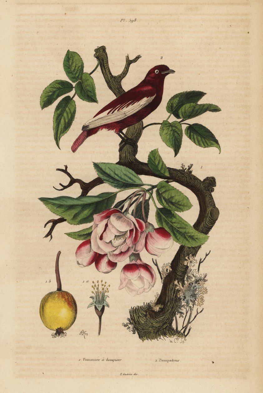Pompadour cotinga, Xipholena punicea, på et epletre, Malus pumila, frukt, blomst Pompadour et pommier en buketter av Unbekannt
