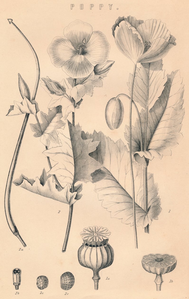 Valmue, c1800-tallet av Unbekannt