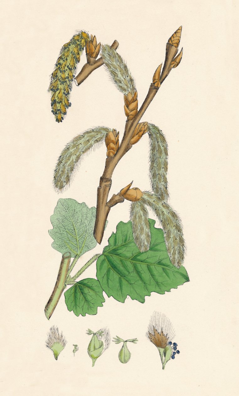 Populus canescens. Grå poppel, 1800-tallet av Unbekannt