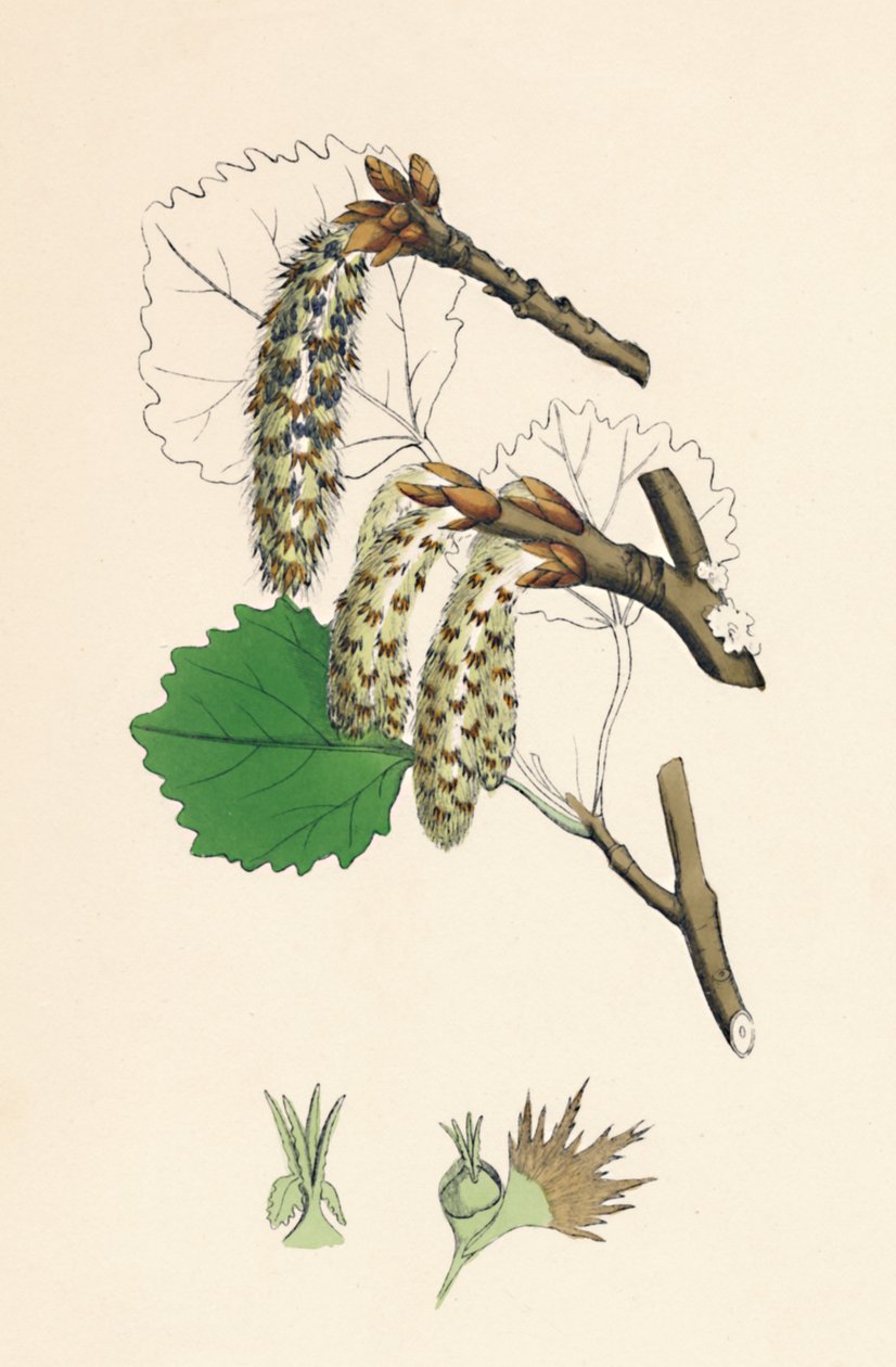 Folket skalv. Aspen, 1800-tallet av Unbekannt
