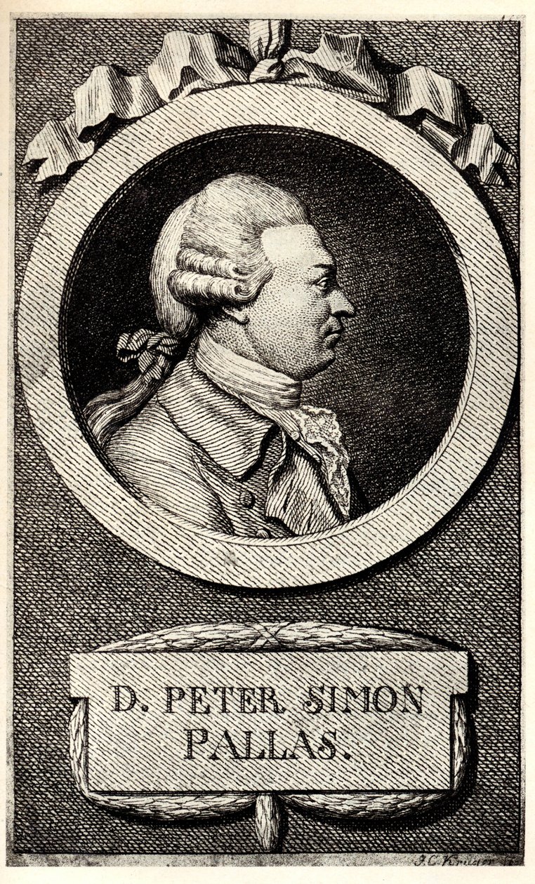 Portrett av zoologen og botanikeren Peter Simon Pallas 1741-1811, tidlig på 1800-tallet. av Unbekannt