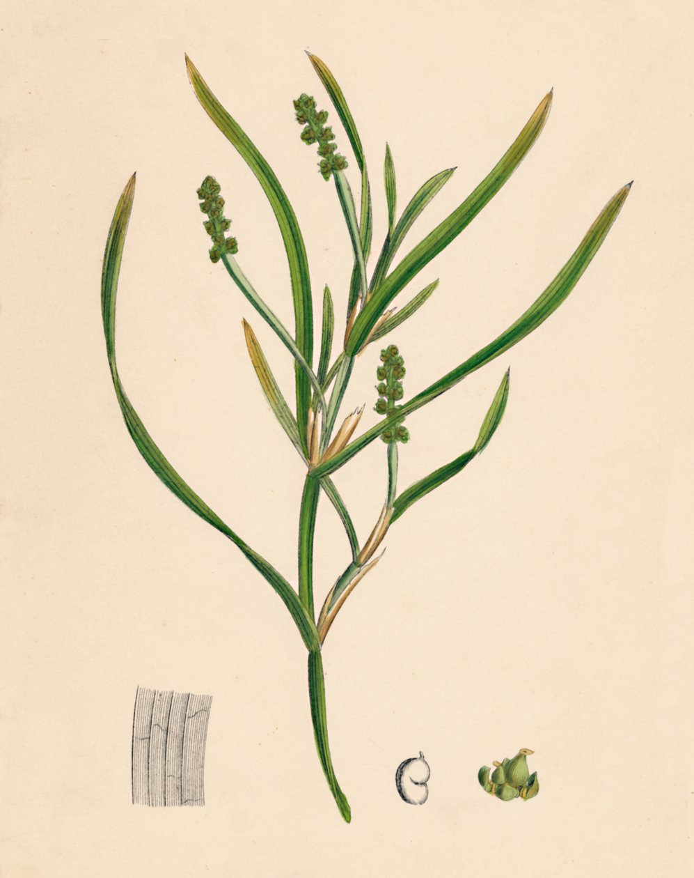 Potamogeton zosterifolius. Gressetang-blader, 1800-tallet av Unbekannt