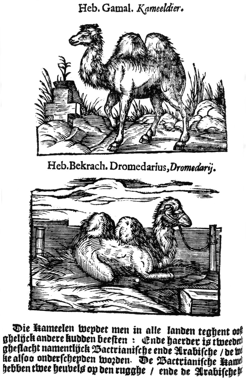 Pre-binomial klassifisering av arter, 1644 av Unbekannt