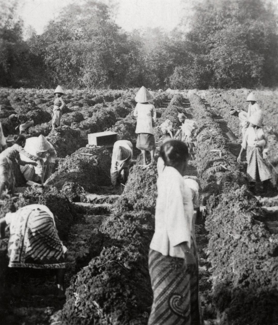 Klargjøring av vanningskanaler på en sukkerplantasje, Java, Nederlandsk Øst-India, 1927 av Unbekannt