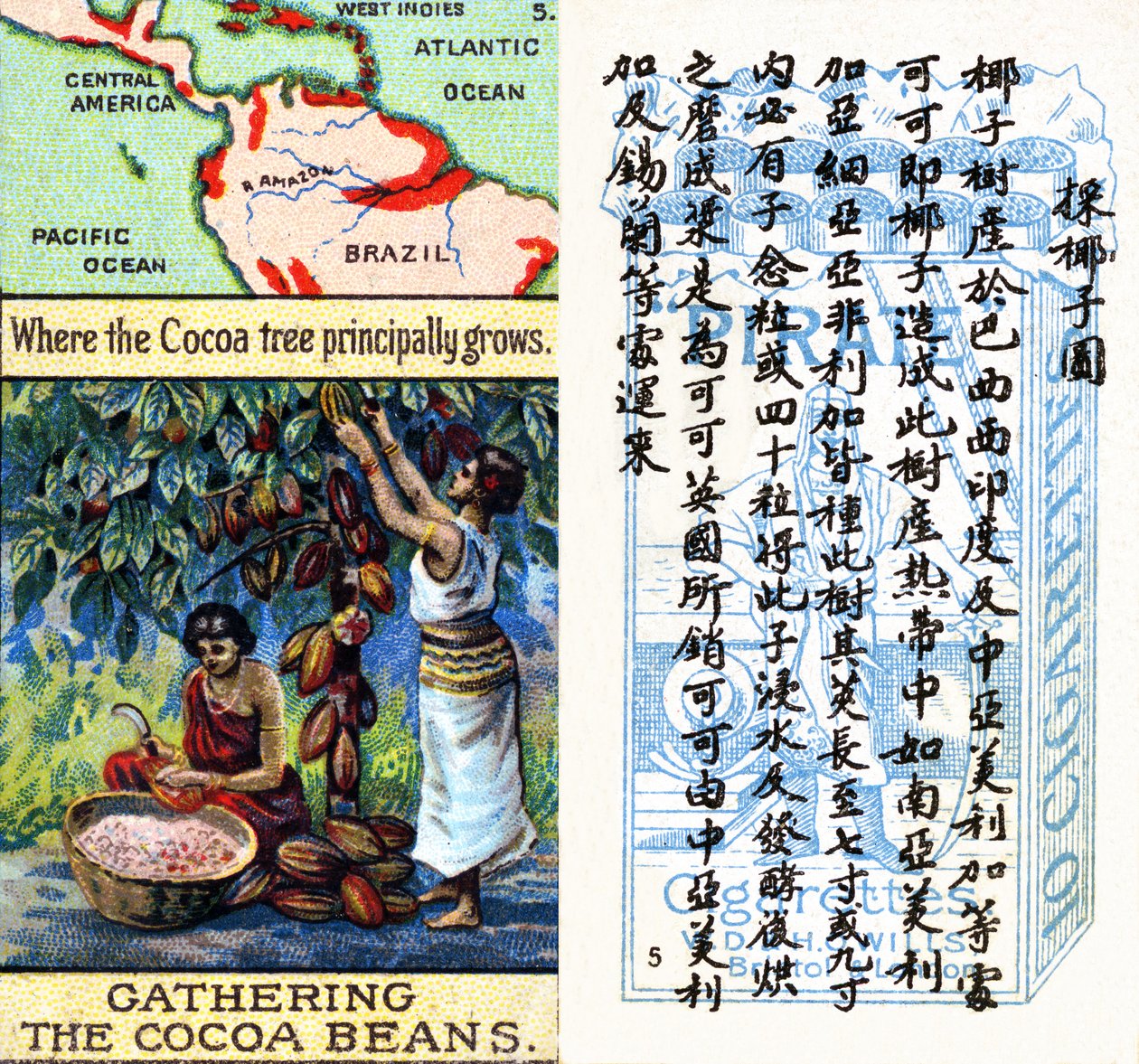 Hovedområder for produksjon av kakao, fra serien med 