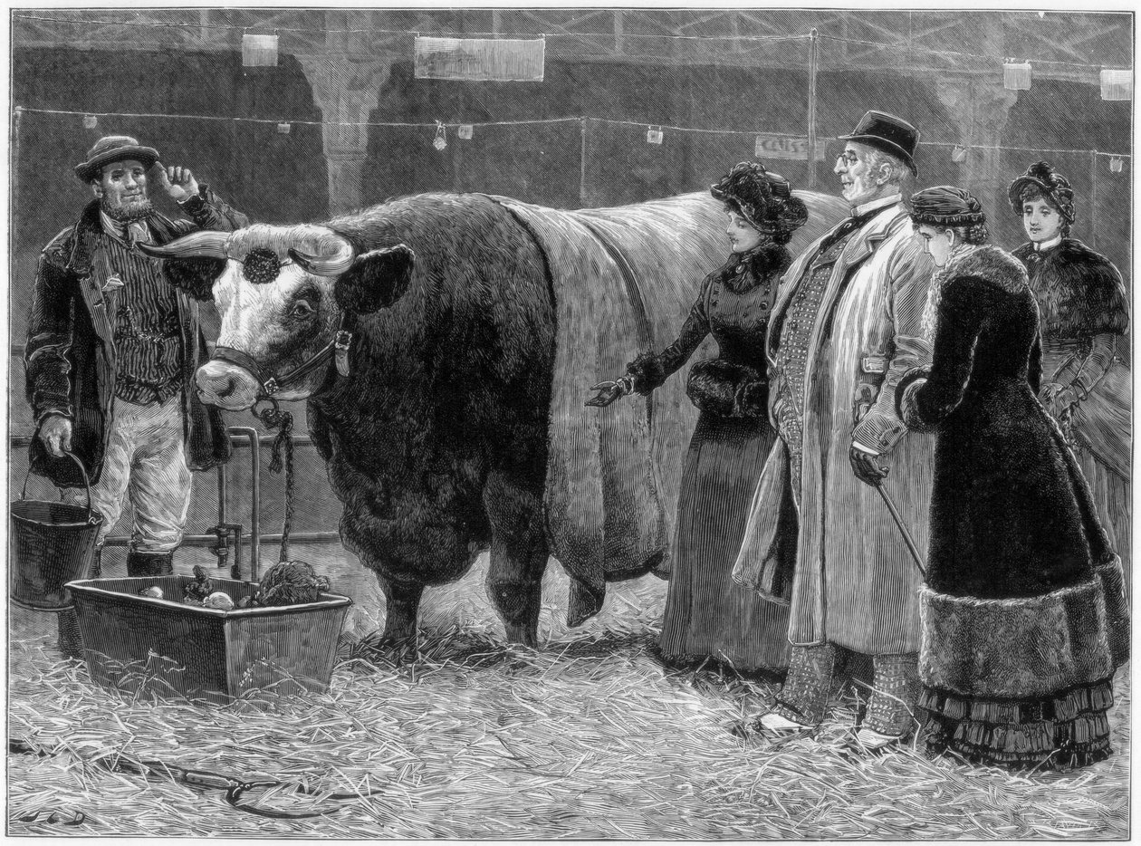Premieokse, 1883 av Unbekannt