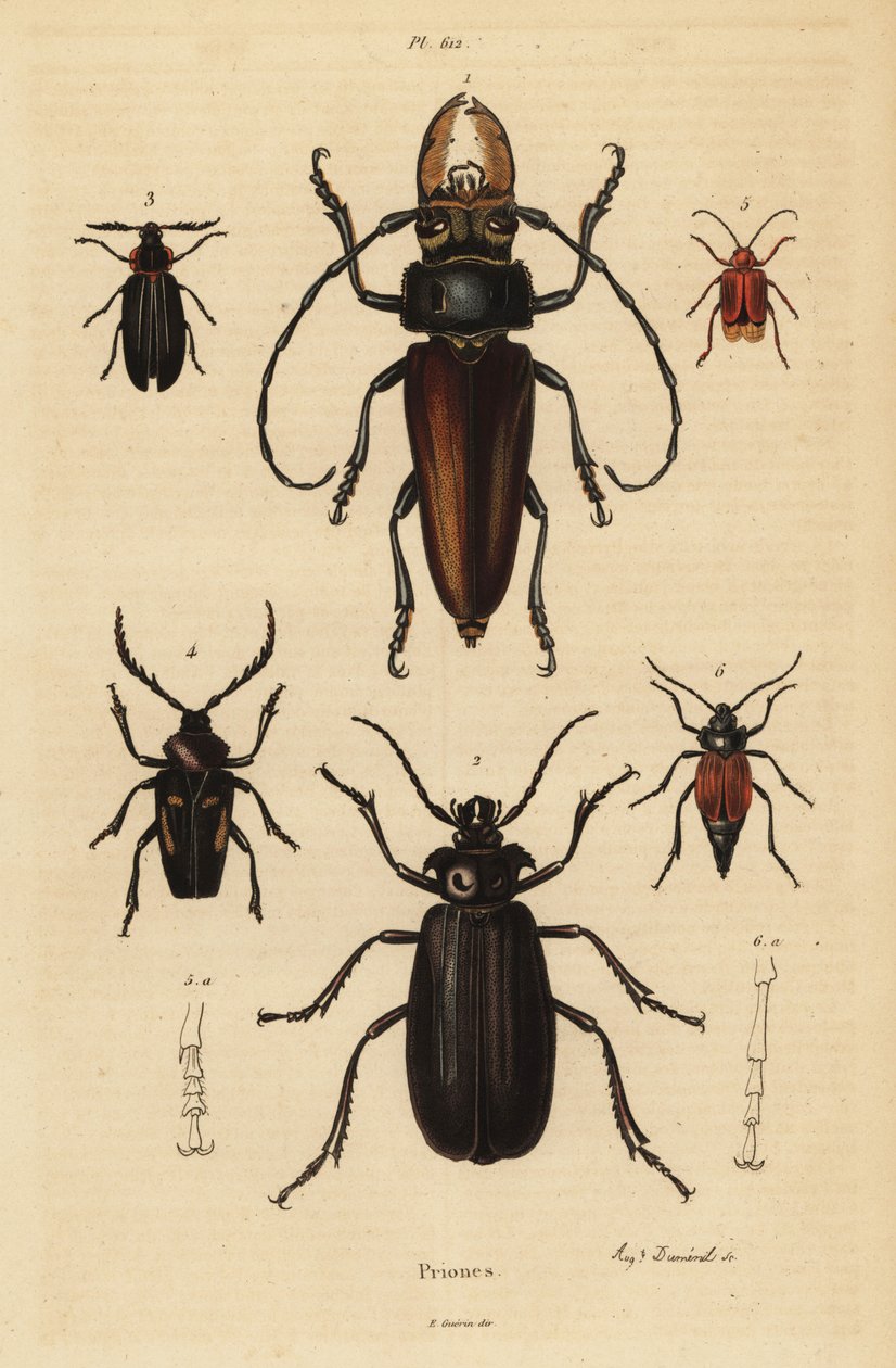 Psalidognathus friendii 1, Madre de la Culebra, Acanthinodera cumingii 2, Allocerus dilaticorne 3, Callipogos barbatus 4, Anacolus sanguineus 5 og Prionus flavipennis 6 av Unbekannt
