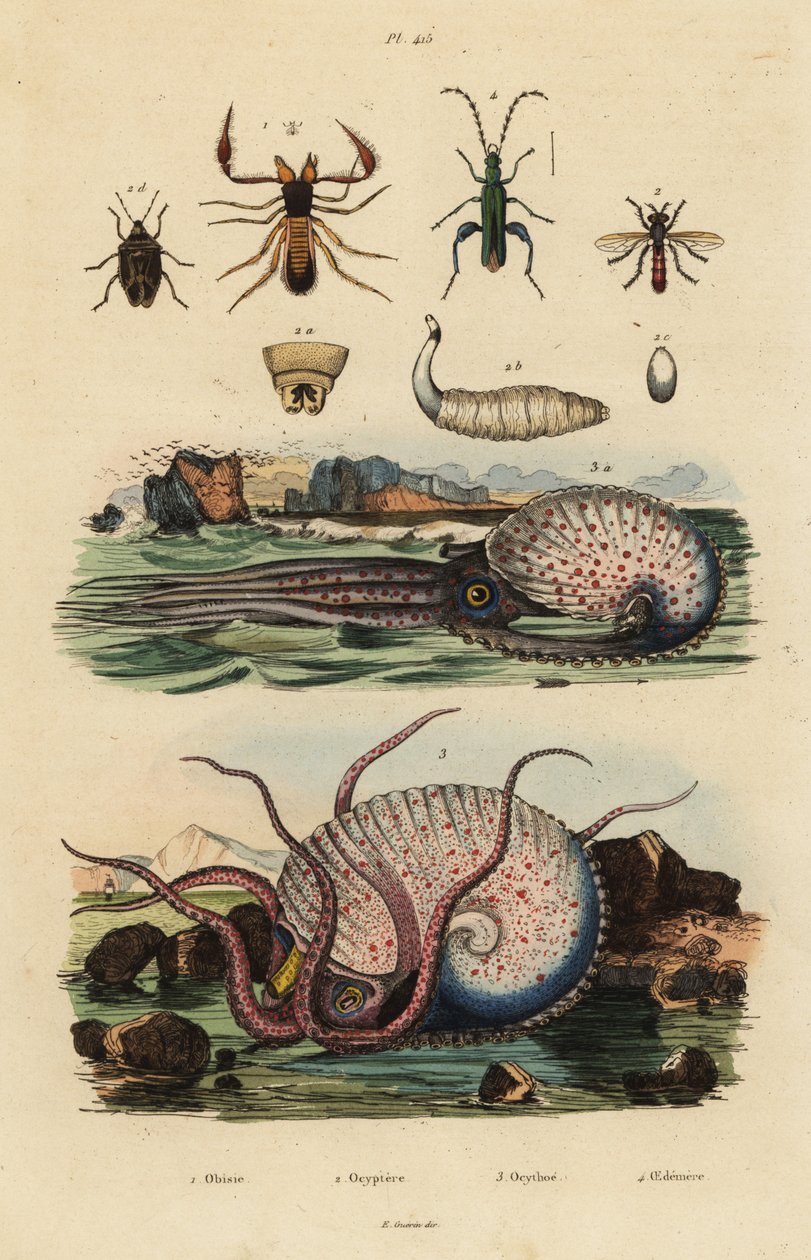 Pseudoskorpion, Chthonius orthodactylus 1, Octyptera bicolor 2, tuberkulær pelagisk blekksprut, Ocythoe tuberculata 3 og falsk oljebille, Oedemera nobilis 4 av Unbekannt