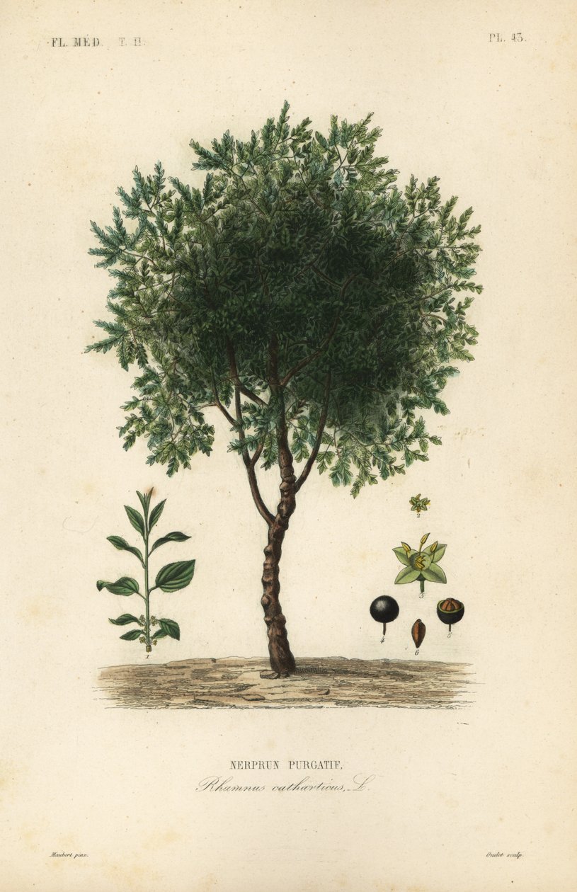 Rensende tindvedtre, Rhamnus cathartica, Rhamnus catharticus, Nerprun purgatif av Unbekannt