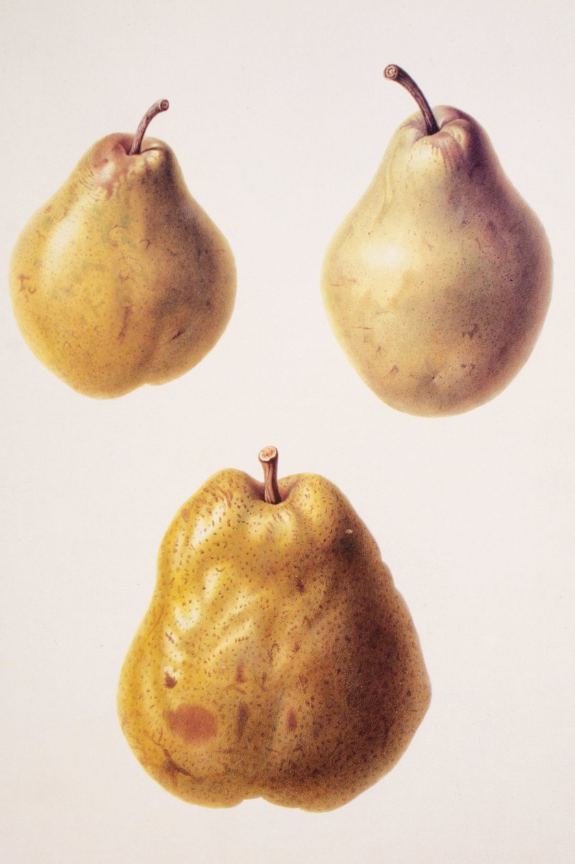 Pyrus communis/pære 