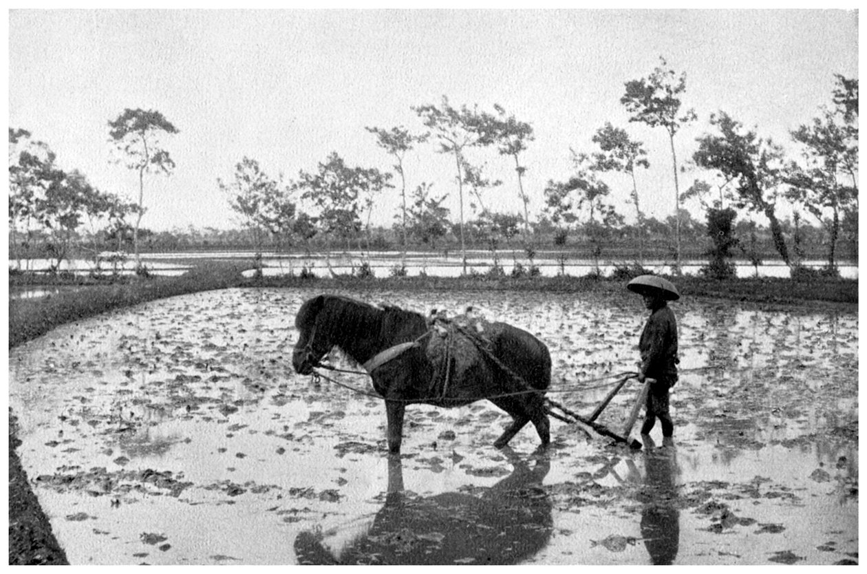 Raking a rismark, Japan, 1904 av Unbekannt