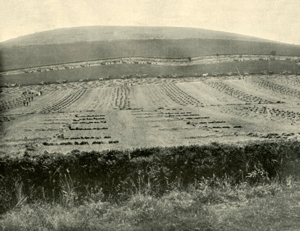 Reaper & Binder Competition, Mount Blowhard, nær Ballarat, 1901. av Unbekannt