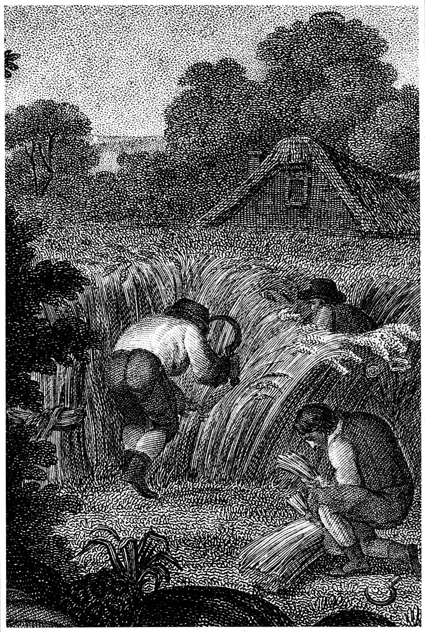 Høste med sigd og binde skjærene, England, c1800 av Unbekannt
