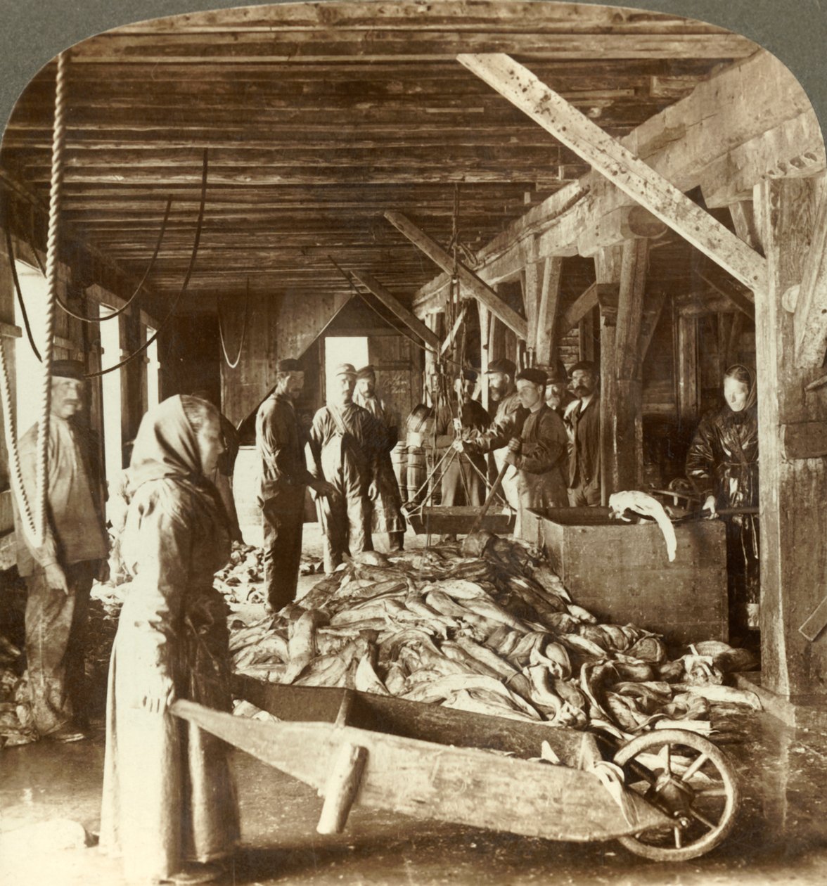 Mottak av fisk fra sjøfartøy og pakking for eksport - fiskelager, Ålesund, Norge, c1905. av Unbekannt