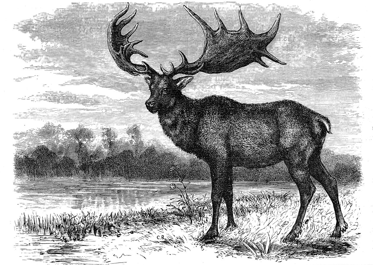 Rekonstruksjon av den irske elgen Megaloceros, c1880 av Unbekannt