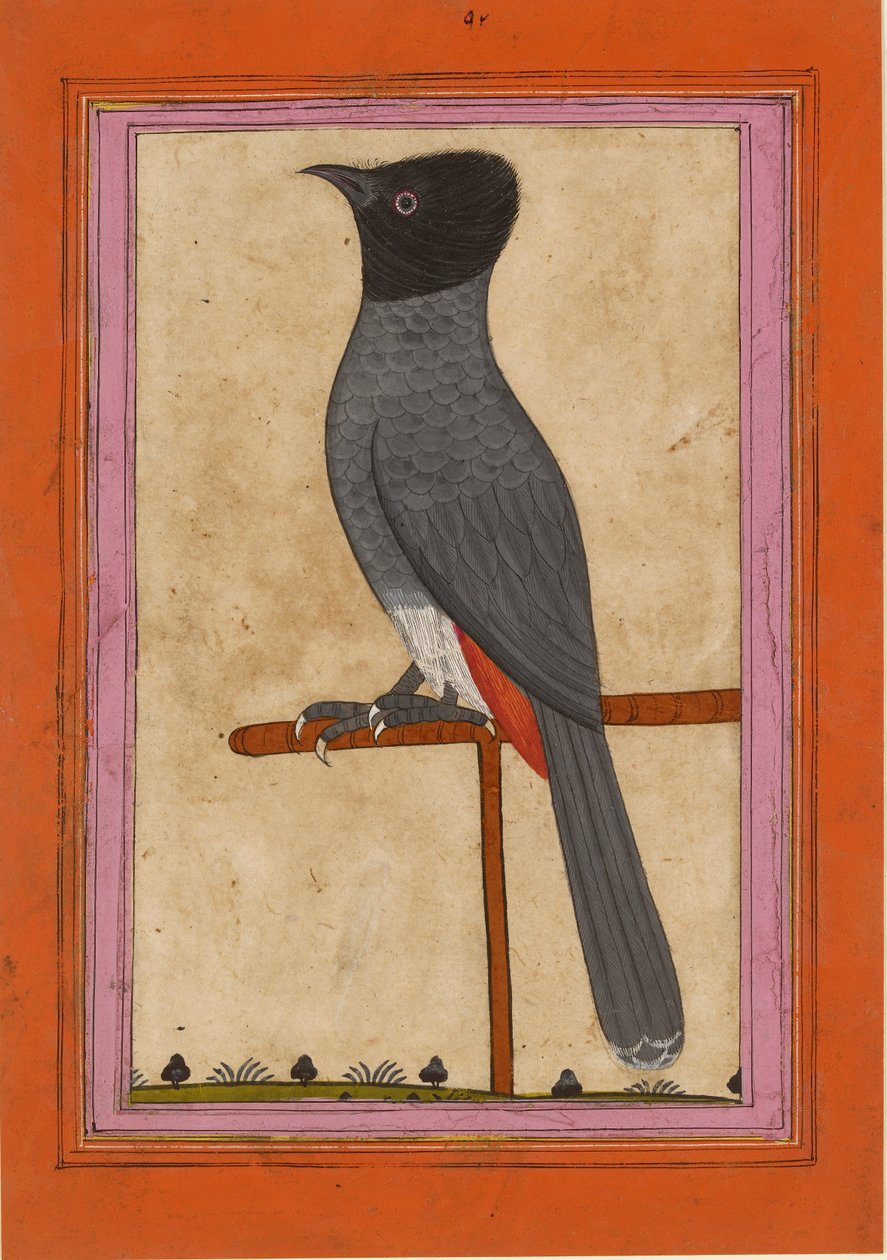 Rødventilert Bulbul, tidlig på 1800-tallet av Unbekannt
