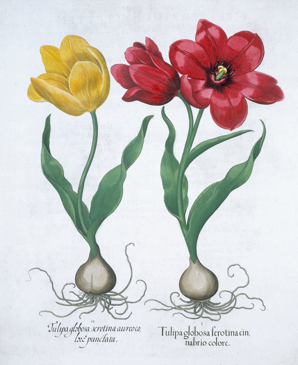 Rød og gul tulipan, 1613 av Unbekannt