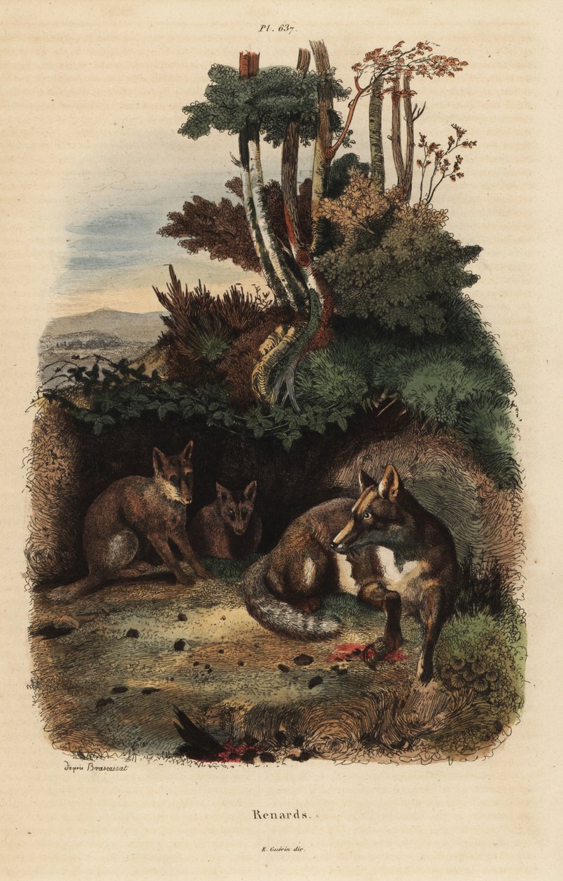 Rødrev, Vulpes vulpes, utenfor et hi av Unbekannt