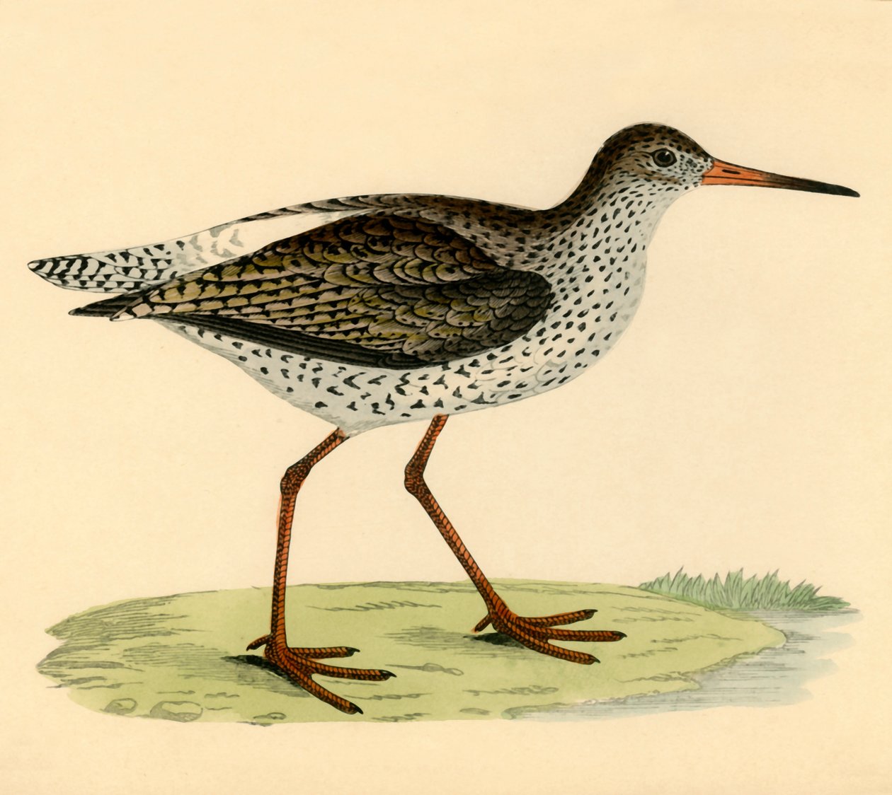 Redshank, sent på 1800-tallet. av Unbekannt