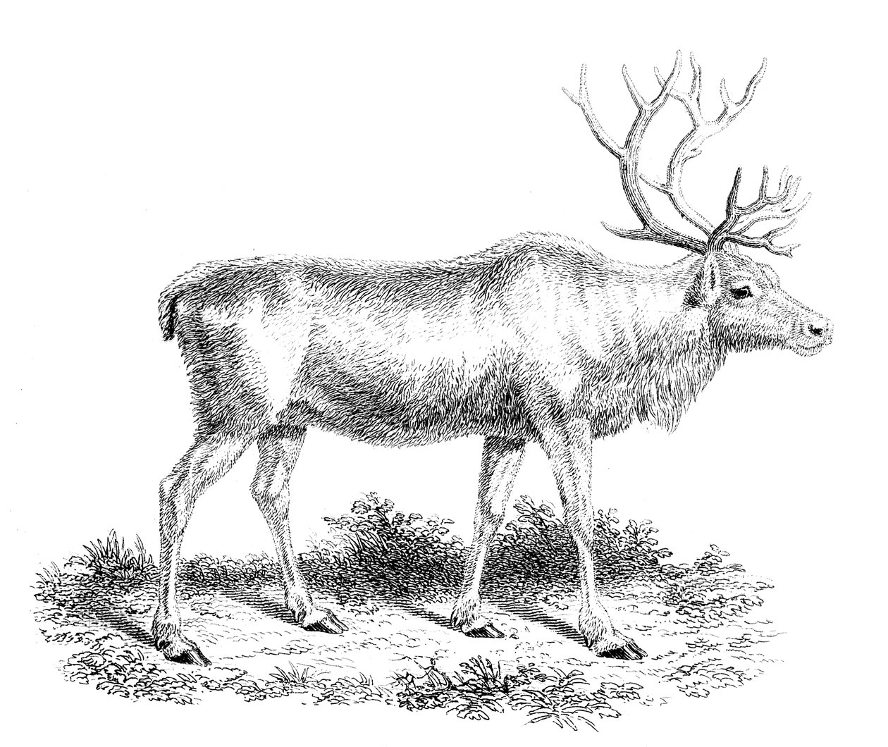 Reinsdyr, 1800-tallet av Unbekannt