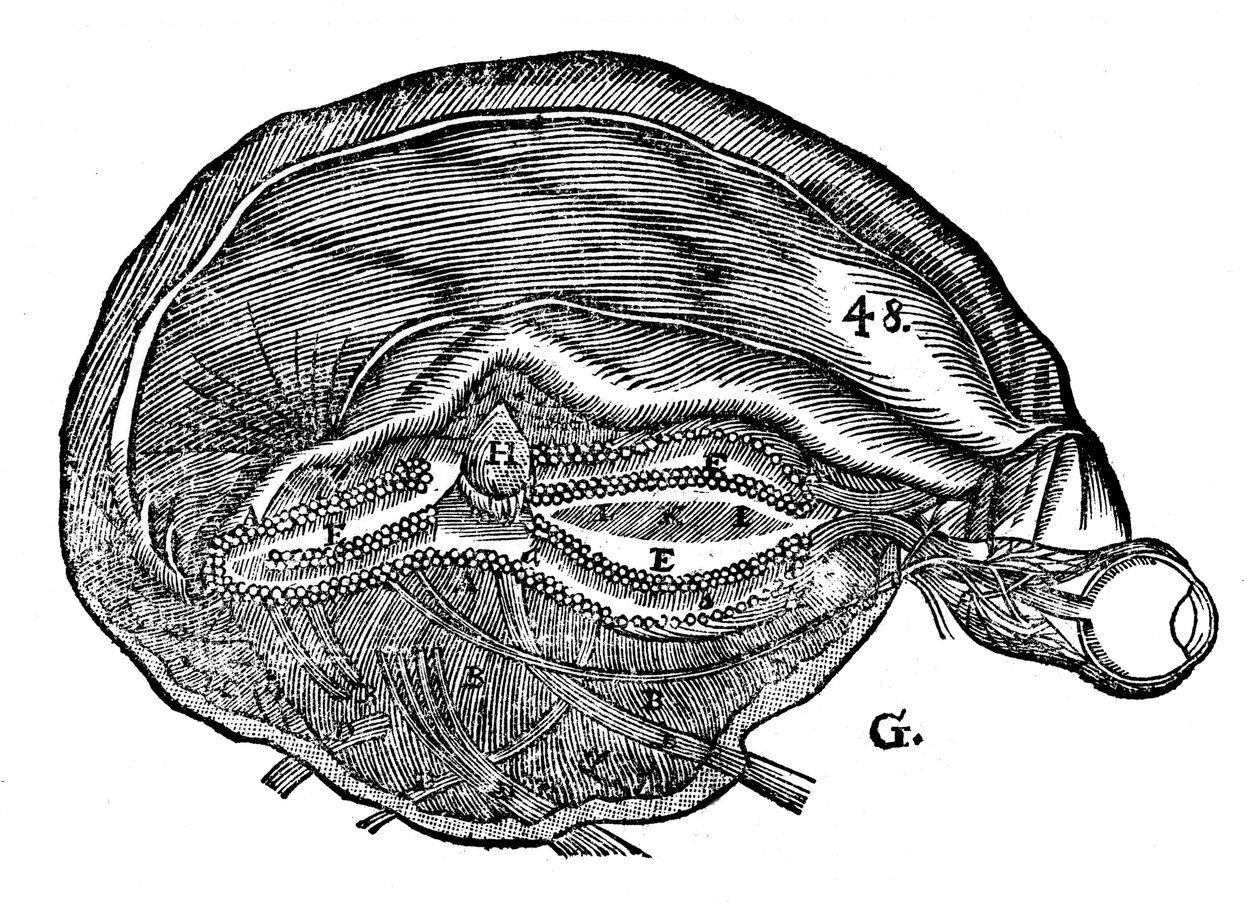 Rene Descartes diagram over den menneskelige hjernen og øyet, 1692 av Unbekannt