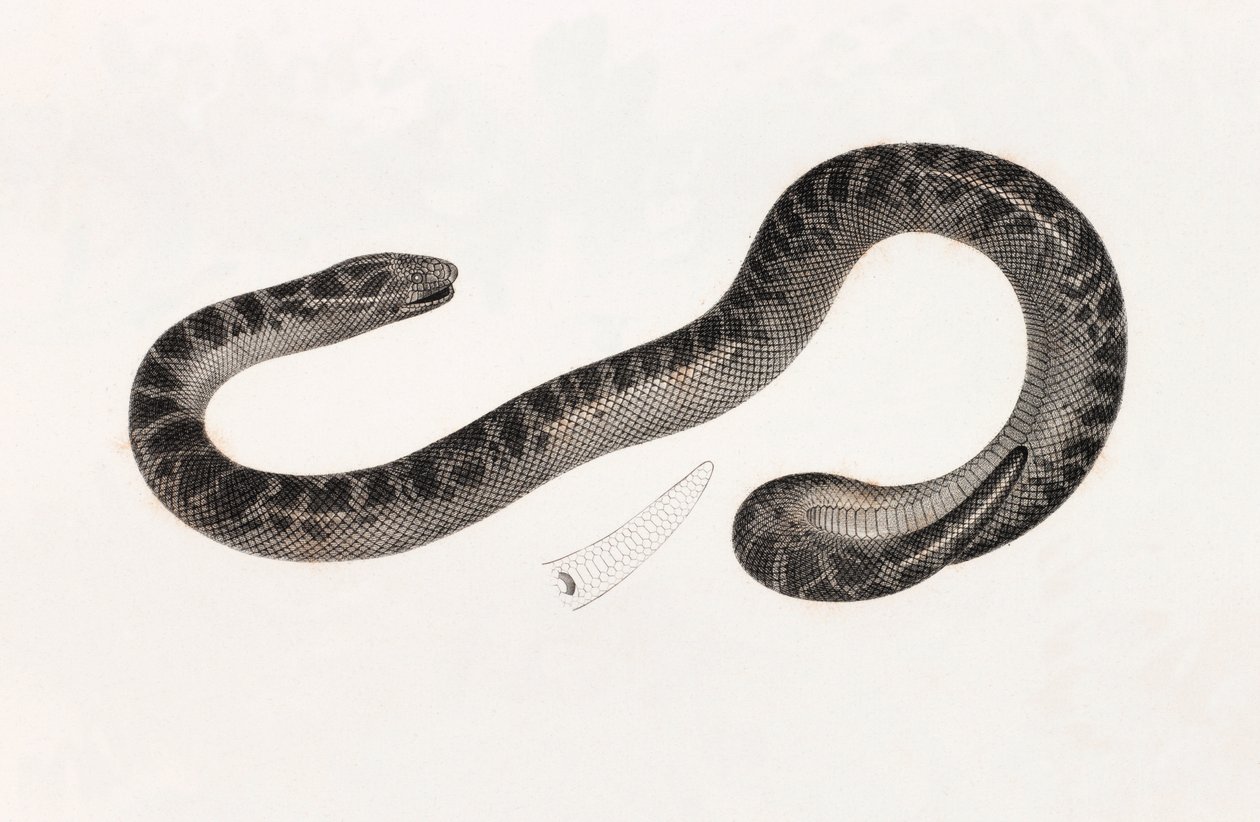 Reptiler: A Snake from Delta Book: 