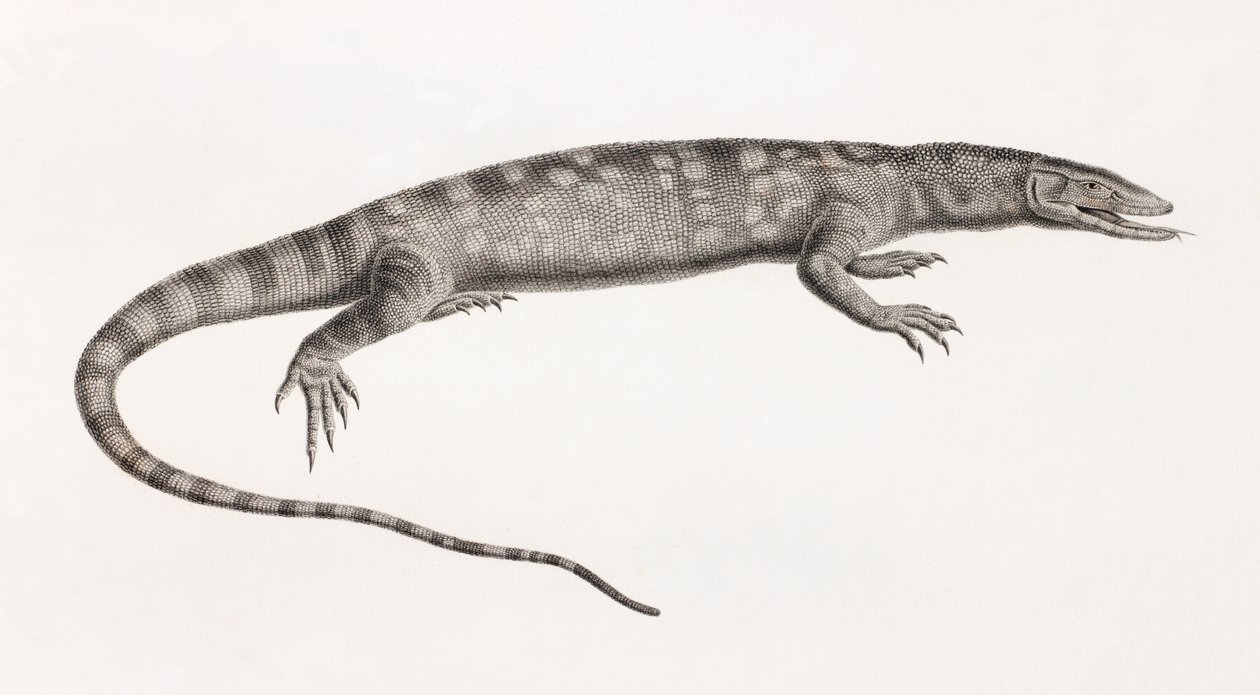 Reptiles: Ouaran of Forskal av Unbekannt