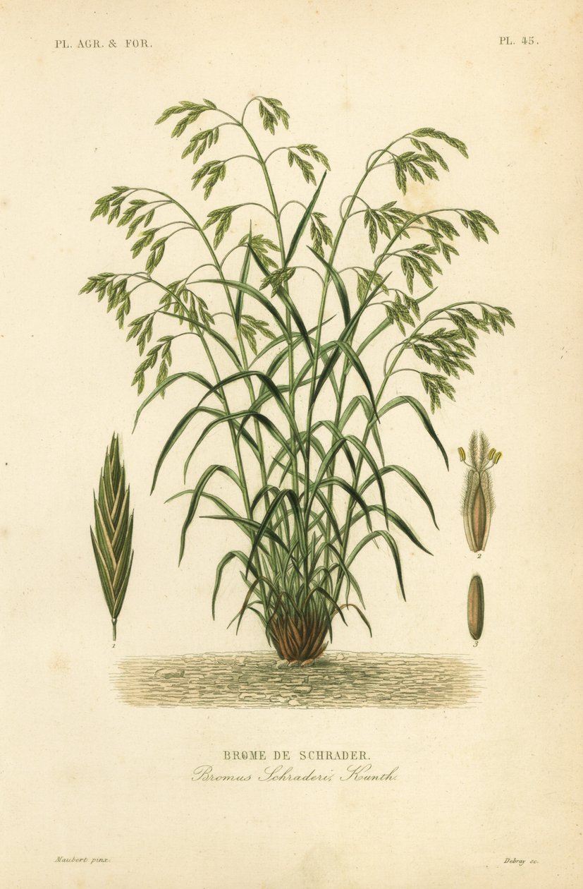 Redningsgress, eller Schraders bromegrass, Bromus catharticus, Bromus schraderi, Brome de Schrader av Unbekannt