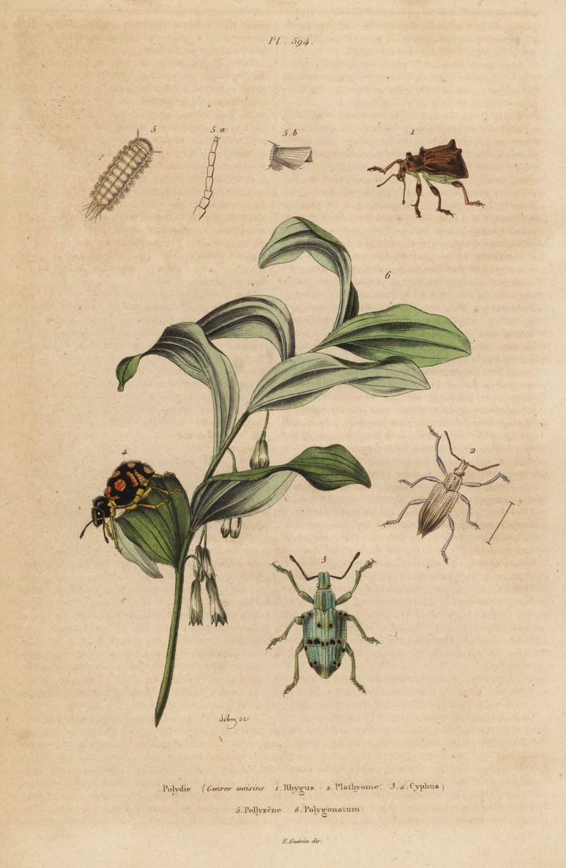 Rhigus, Platyoma og Cyphus snutebiller, bustete tusenbein, Polyxenus pilsner og kong Salomos sel, Polygonatum odoratum av Unbekannt