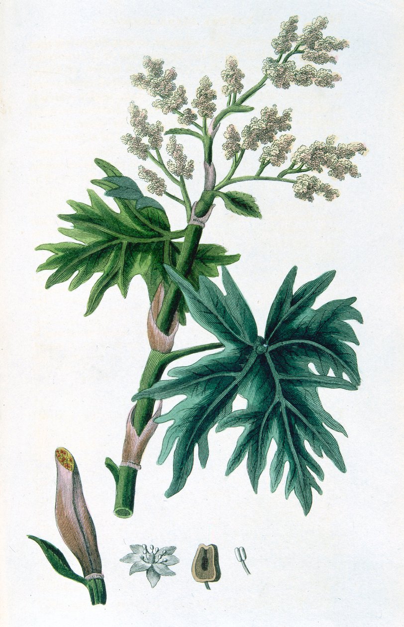 Rabarbra, 1823 av Unbekannt