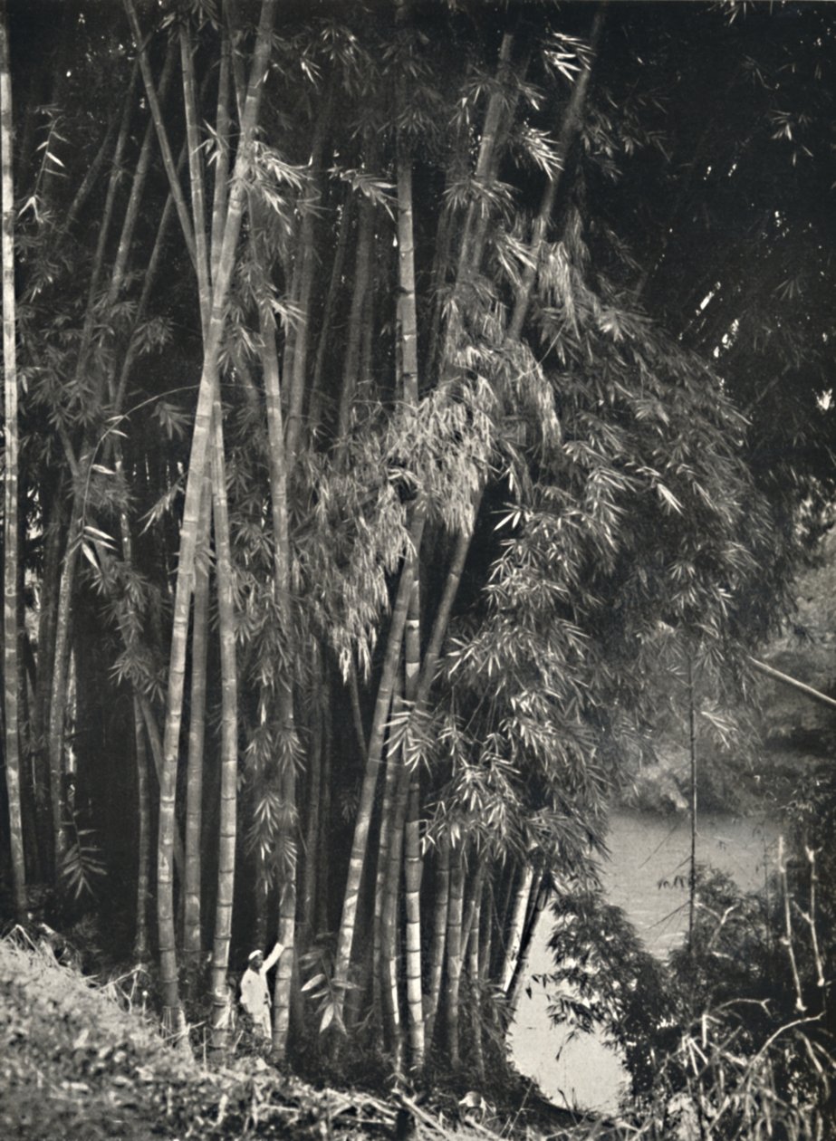 Riesenbambus Dendrocalamus giganteus i Peradeniya bei Kandy, 1926 av Unbekannt