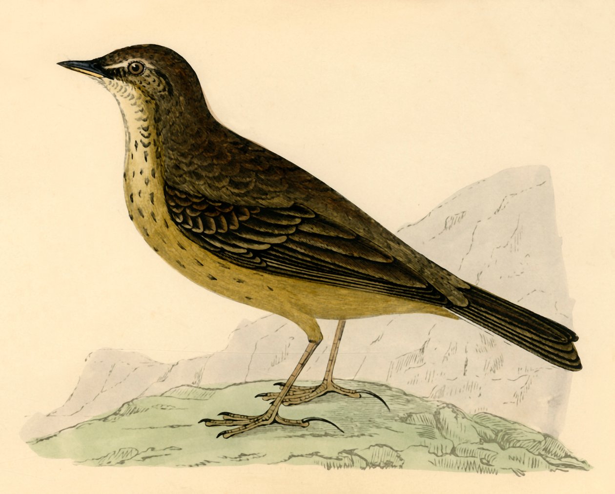 Rock Pipit, sent på 1800-tallet. av Unbekannt