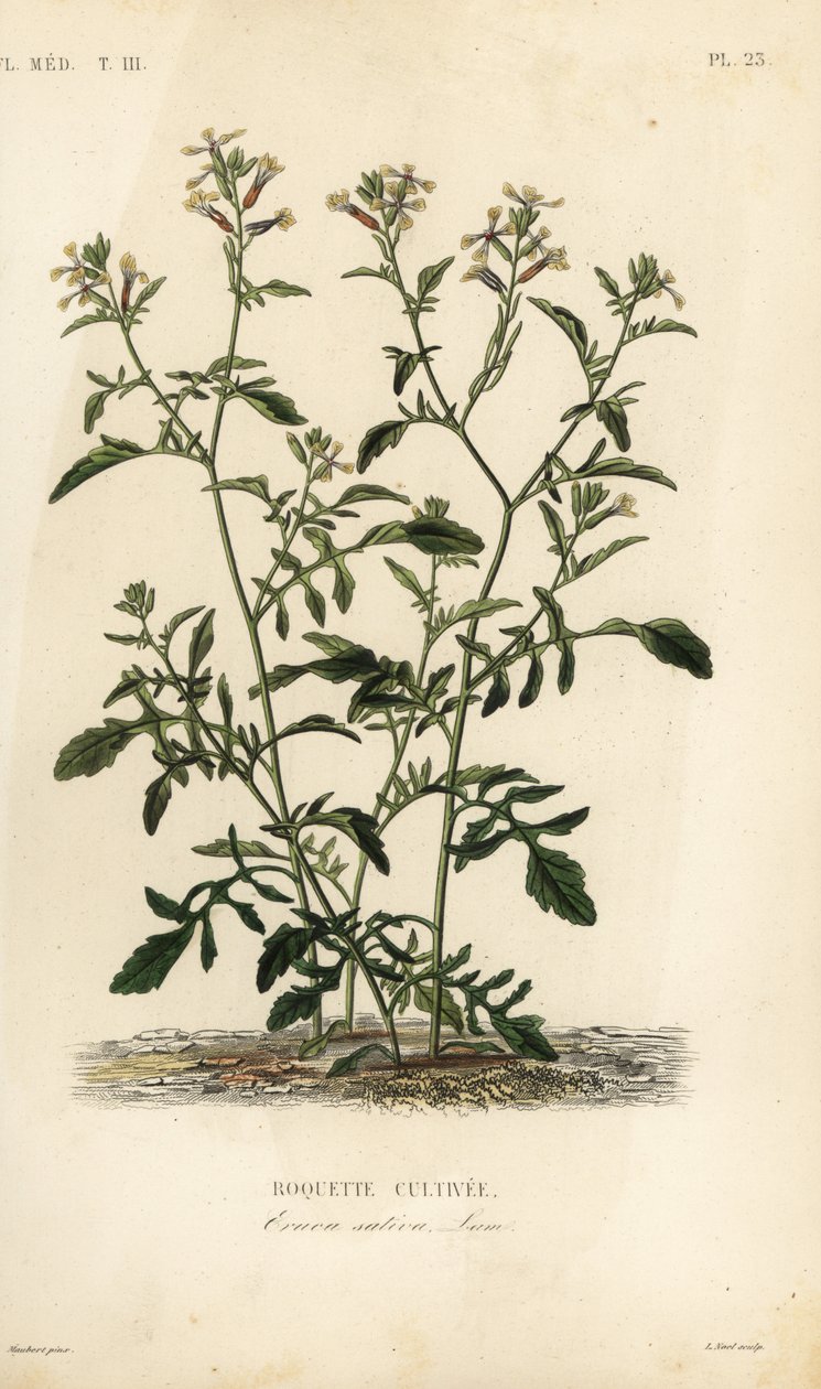 Rakett eller ruccola, Caterpillar vesicaria, Caterpillar sativa, Roquette cultivee av Unbekannt