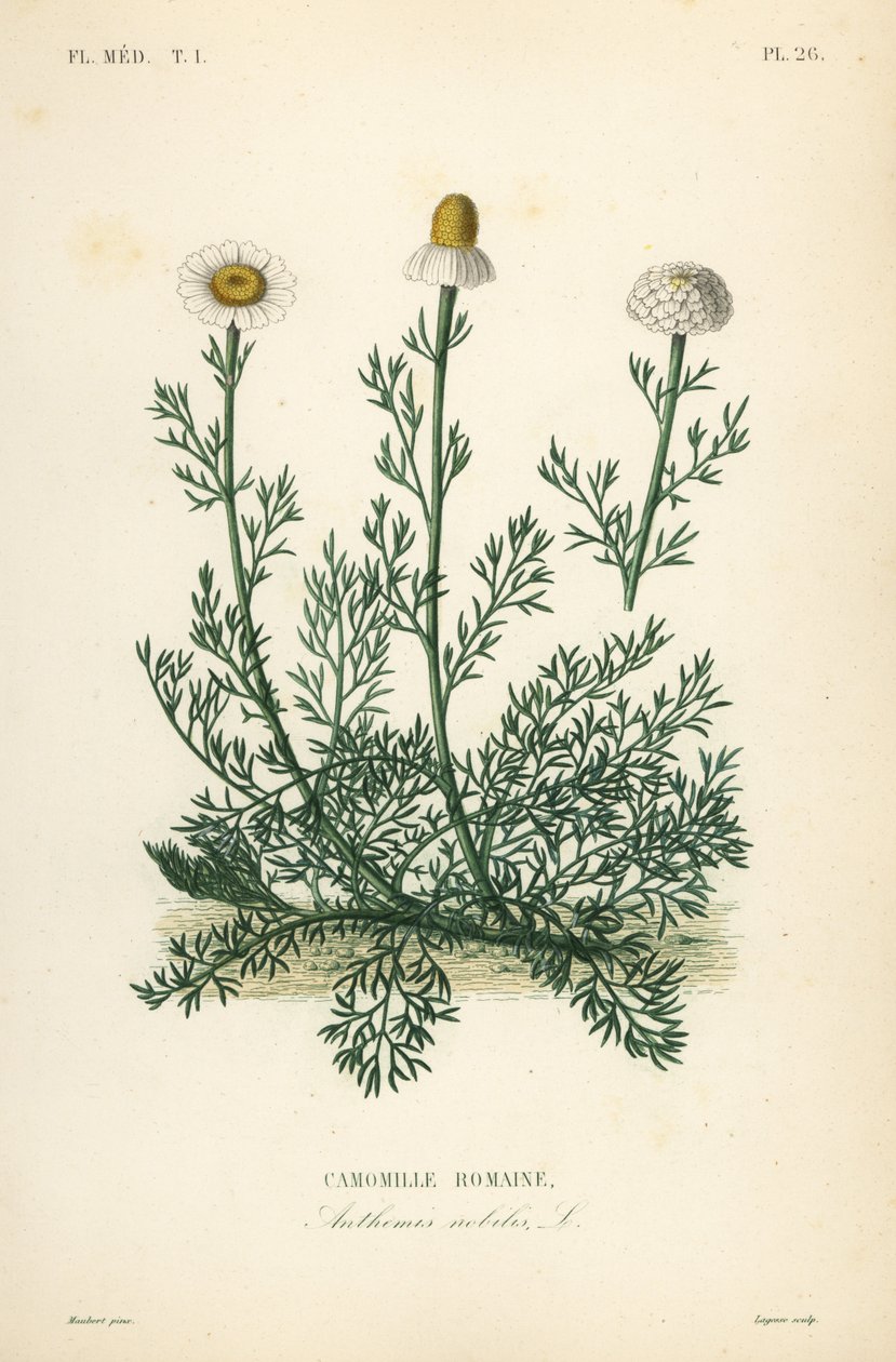 Romersk kamille eller kamille, Chamaemelum nobile, Anthemis nobilis, Camomille romaine av Unbekannt