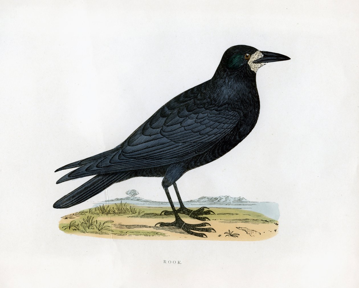 Rook, c1800-tallet av Unbekannt