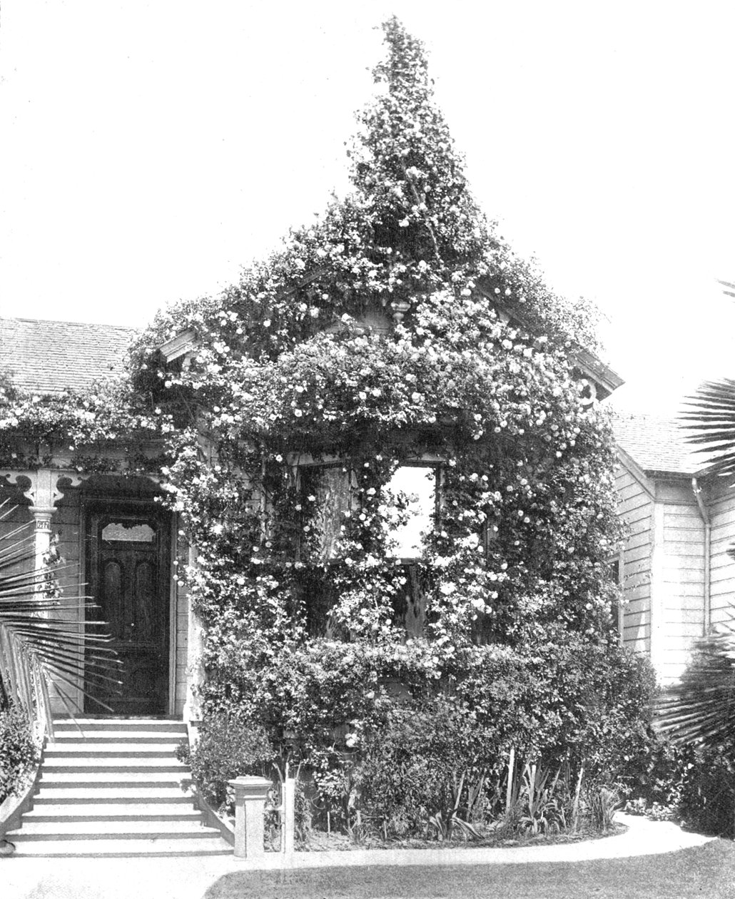 Rose Cottage, South Spring Street, Los Angeles, California, USA, c1900. av Unbekannt