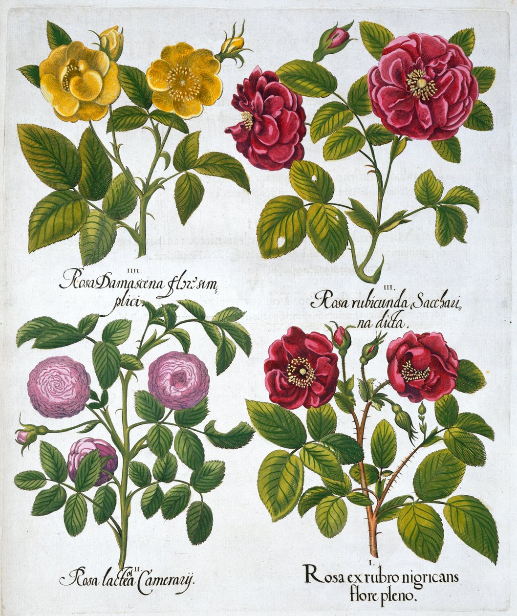 Roser, 1613 av Unbekannt