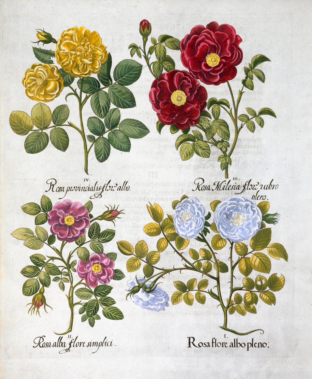 Roser, 1613 av Unbekannt
