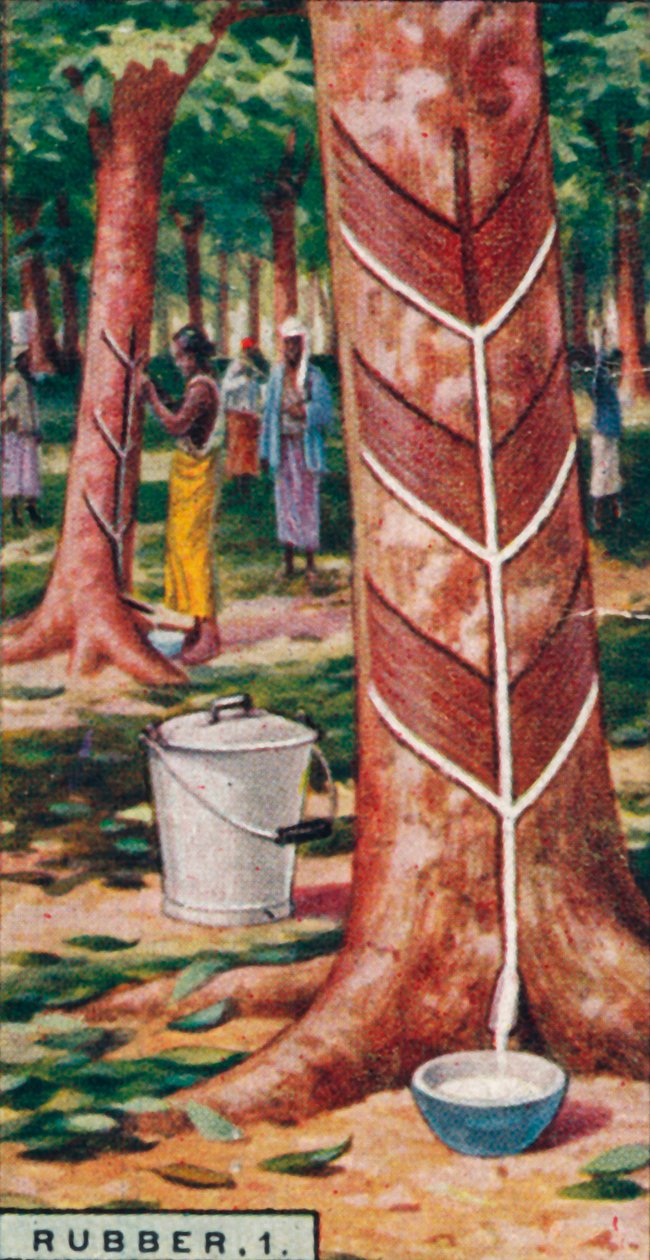 Rubber, 1. Tapping the Trees, Ceylon, 1928 av Unbekannt