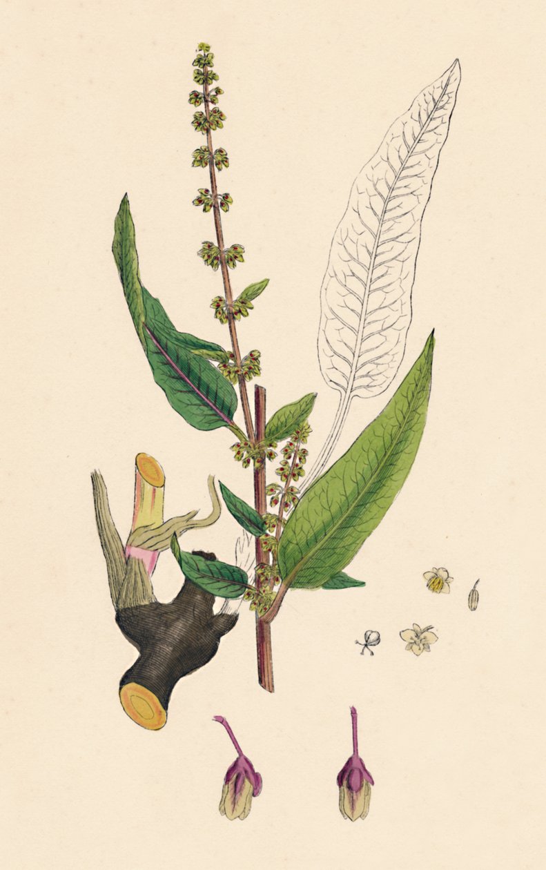 Rumex sanguineus. Bloody-veined Dock, 1800-tallet av Unbekannt