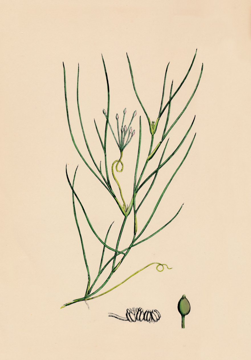 Ruppia spiralis. Greater Ruppia, 1800-tallet av Unbekannt